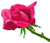 Rosa flor